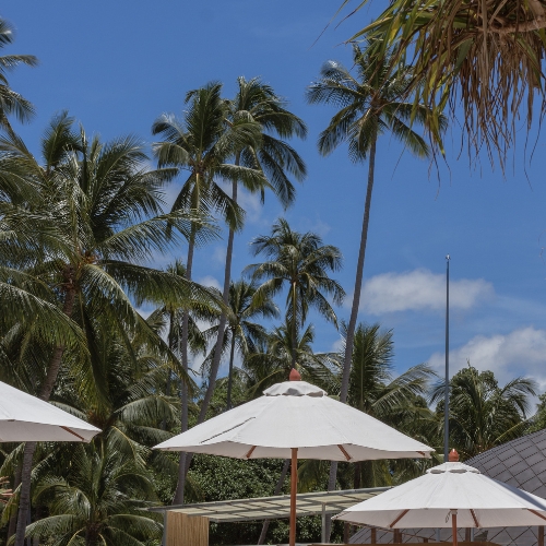 umbrellas and palm trees